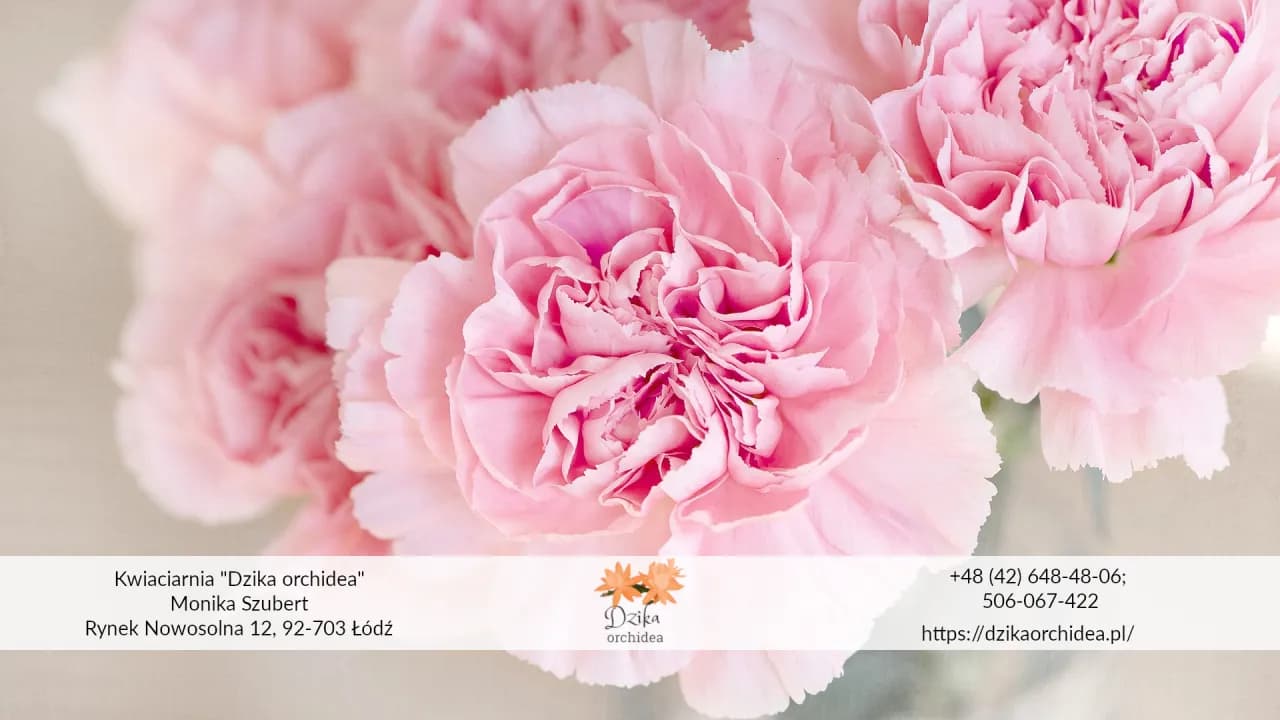 Jak przezimować goździki w doniczce? Mój sekret na piękne kwiaty