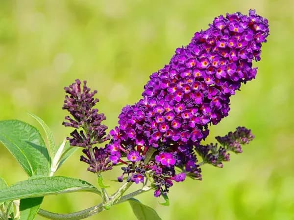 Motyli krzew: Kiedy sadzić budleję? Uniknij błędów i ciesz się kwiatami.