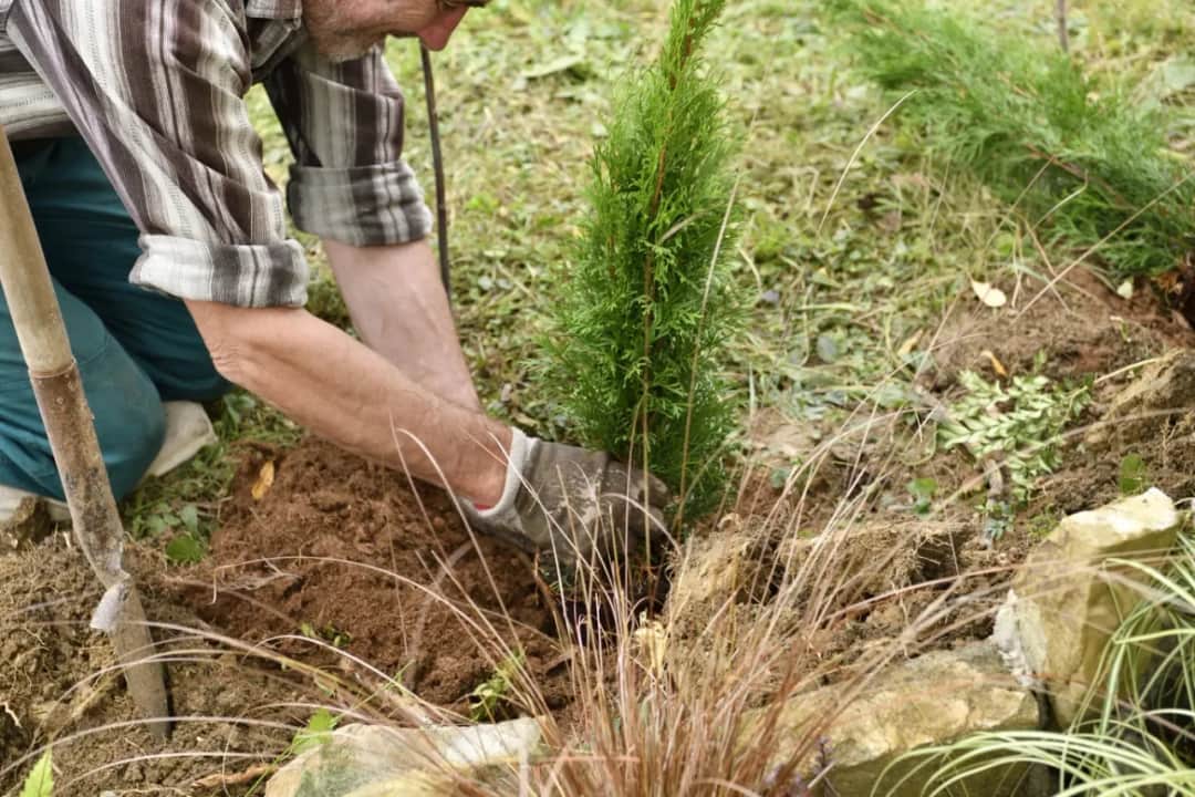 Sadzenie tui: Krok po kroku do pięknego żywopłotu uniknij błędów!