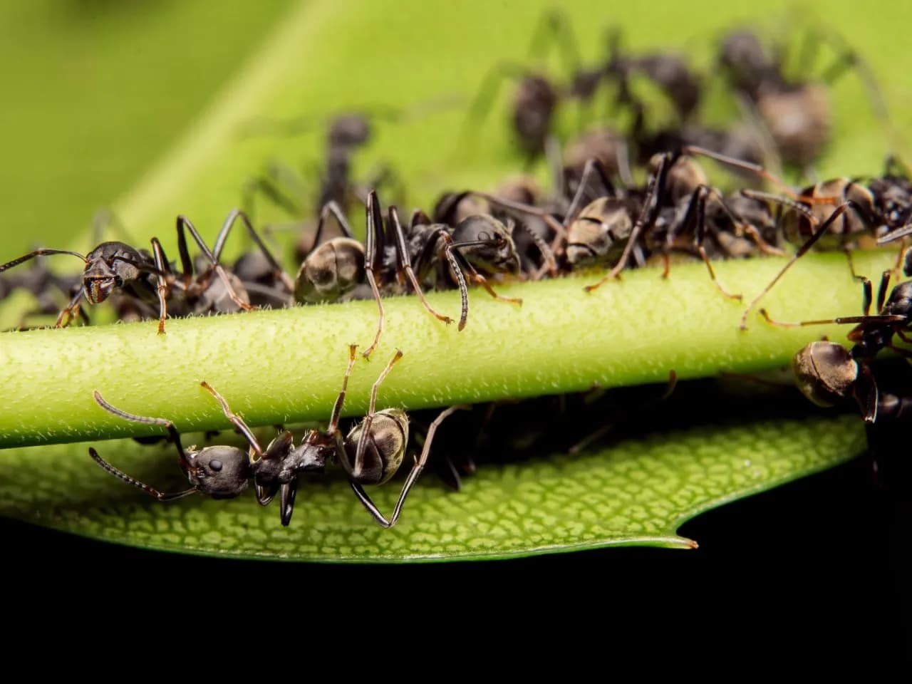 Mrówki w ogrodzie: Sojusznik czy wróg? Skuteczne sposoby na inwazję!