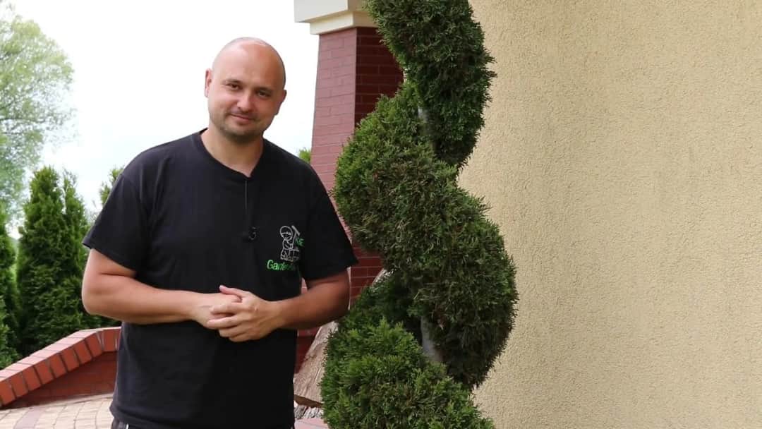 Jak przycinać tuje? Uniknij błędów i ciesz się gęstym żywopłotem