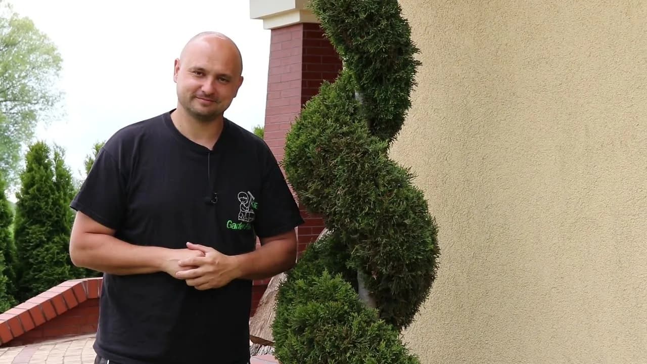 Jak przycinać tuje? Uniknij błędów i ciesz się gęstym żywopłotem