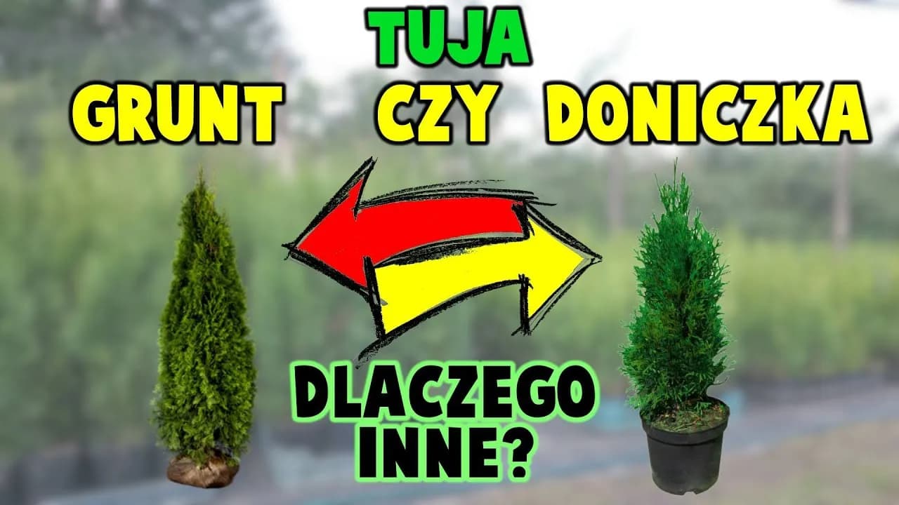 Tuja w doniczce marnieje? Szybka diagnoza i ratunek krok po kroku!