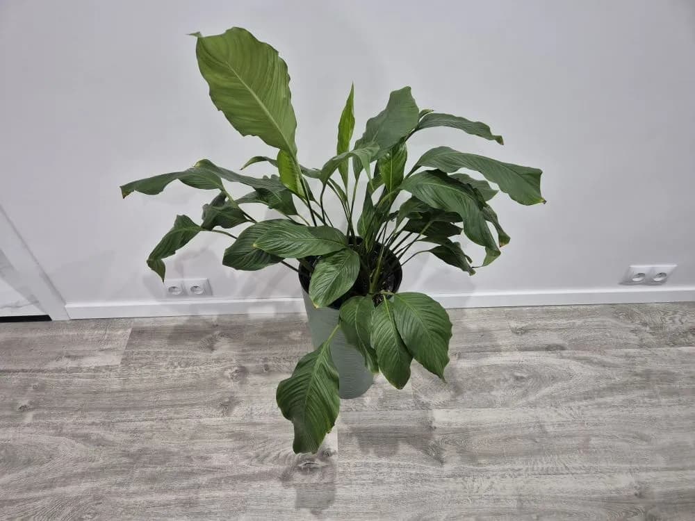 Skrzydłokwiat nie kwitnie? 7 trików, by obudzić go do życia!