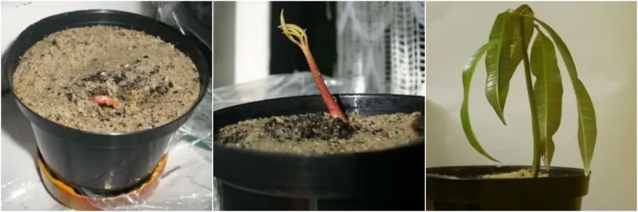 Czy mango w doniczce zaowocuje? Poradnik dla cierpliwych