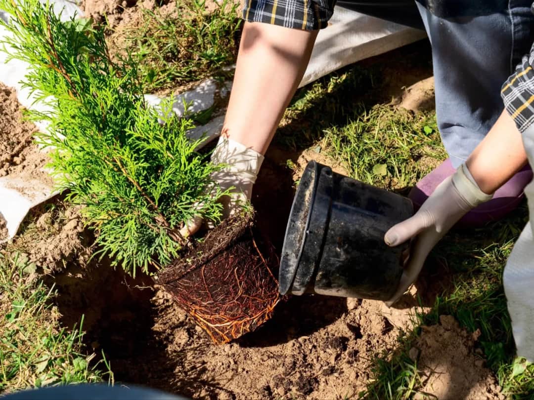 Kiedy sadzić tuje? Optymalne terminy dla zdrowego żywopłotu