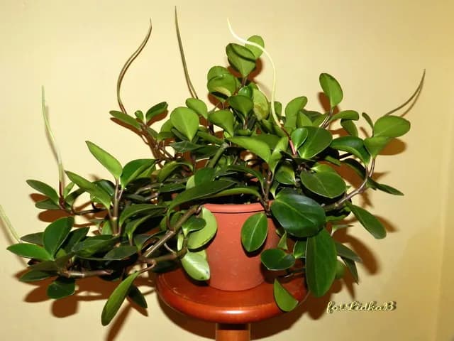 Twoja peperomia nie kwitnie? Poznaj sekret "mysich ogonków"!