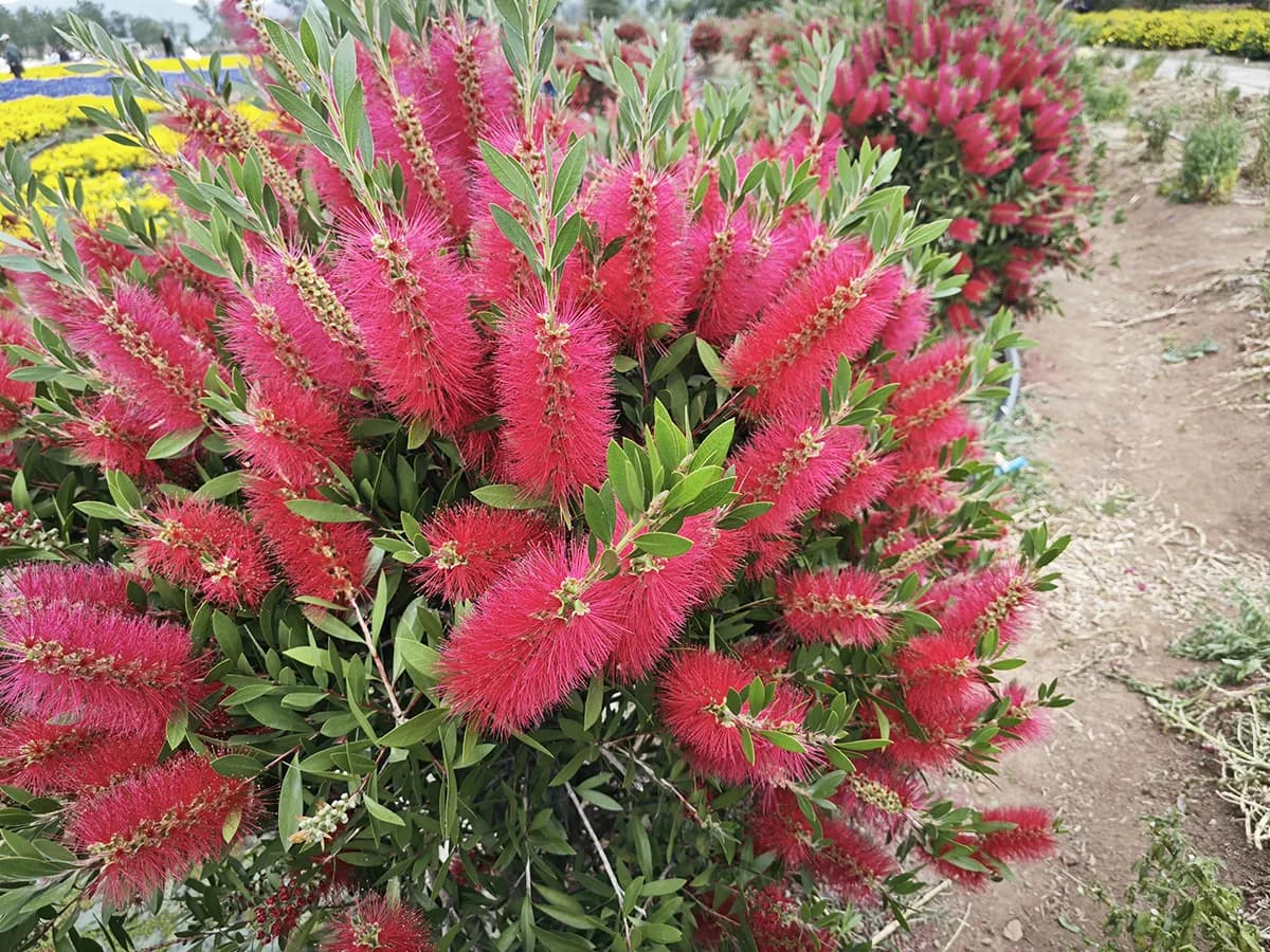 Kuflik w donicy: Zimowanie i pielęgnacja w Polsce