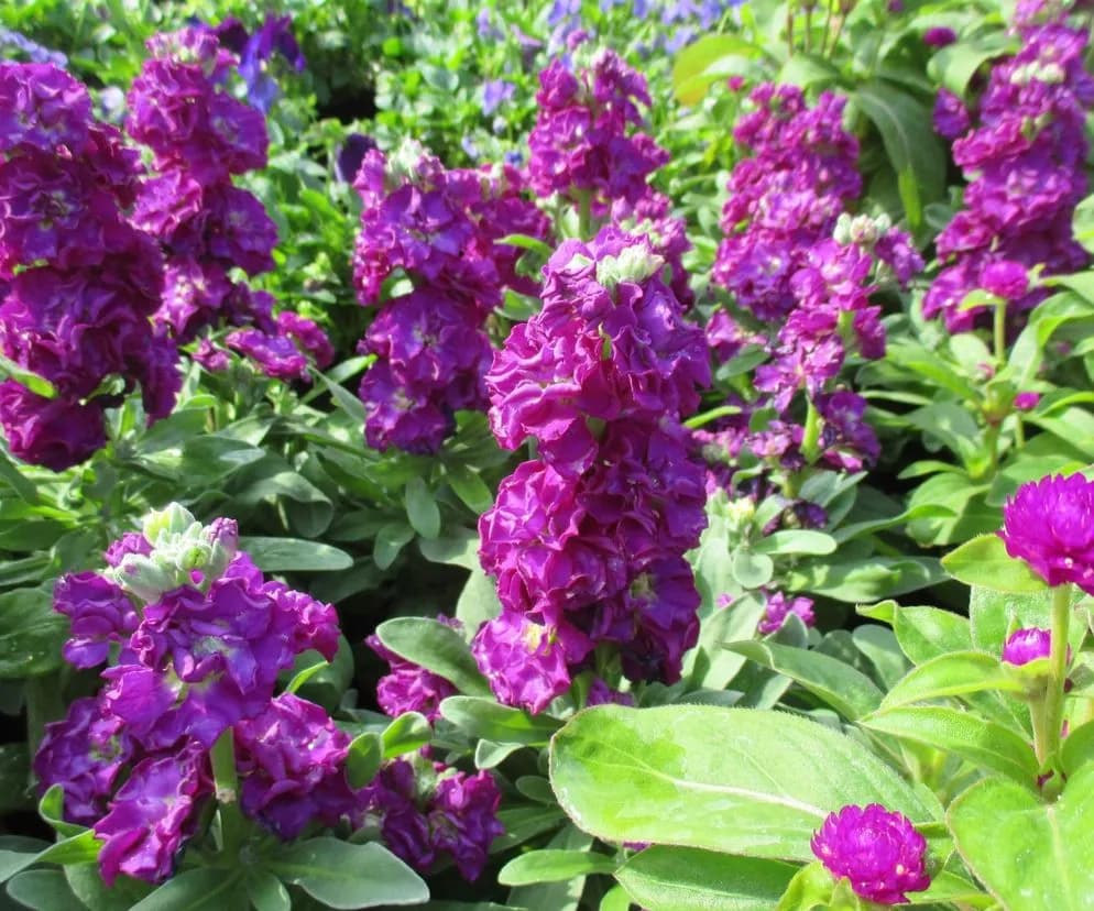 Lewkonie: Kiedy sadzić do gruntu? Sekrety bujnego kwitnienia!