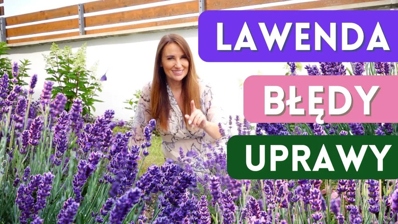 Siew lawendy do gruntu: Uniknij błędów, ciesz się zapachem!