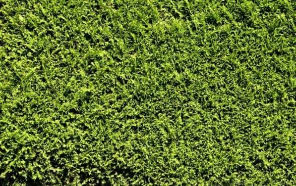 Alternatywy dla tui: 10 roślin na żywopłot, które pokochasz!
