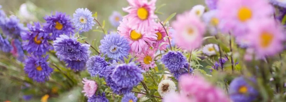 Kwiaty wieloletnie: Stwórz ogród marzeń, który kwitnie latami