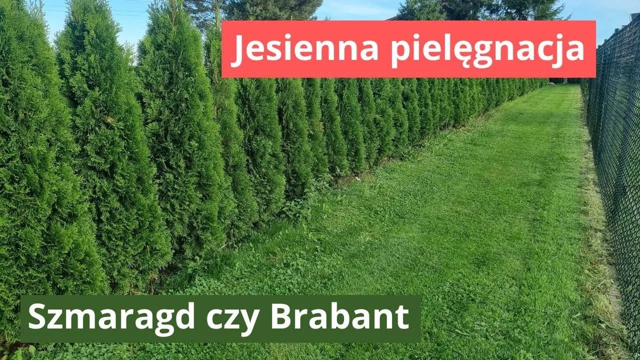 Tuja Brabant czy Szmaragd? Wybierz idealny żywopłot dla siebie!