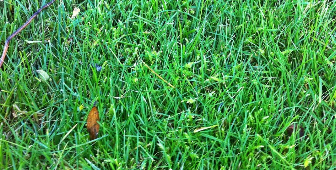 Mech na trawniku: Przyczyny, skuteczne metody i trwała profilaktyka.