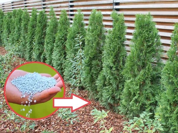 Nawożenie tui: Skuteczne metody z forów dla szybkiego wzrostu