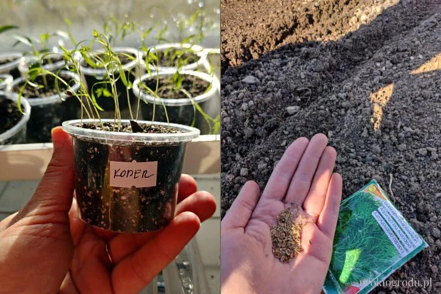 Koperek w doniczce: uprawa krok po kroku. Zawsze świeży i aromatyczny!