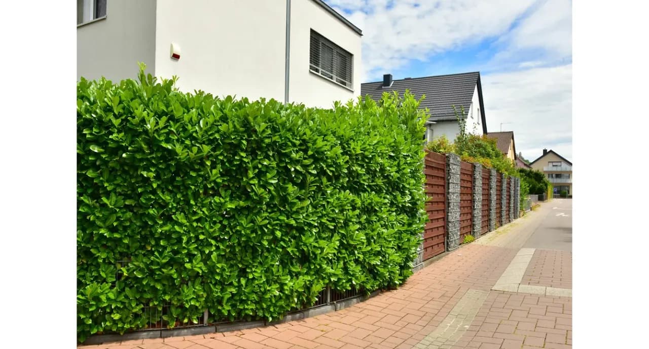 Jak gęsto sadzić laurowiśnię? Poradnik eksperta Karol Wiśniewski